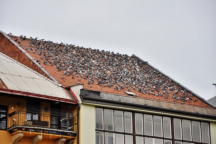 A2B Pest Control are able to install spikes to deter birds from roofs in Mansfield Woodhouse. 