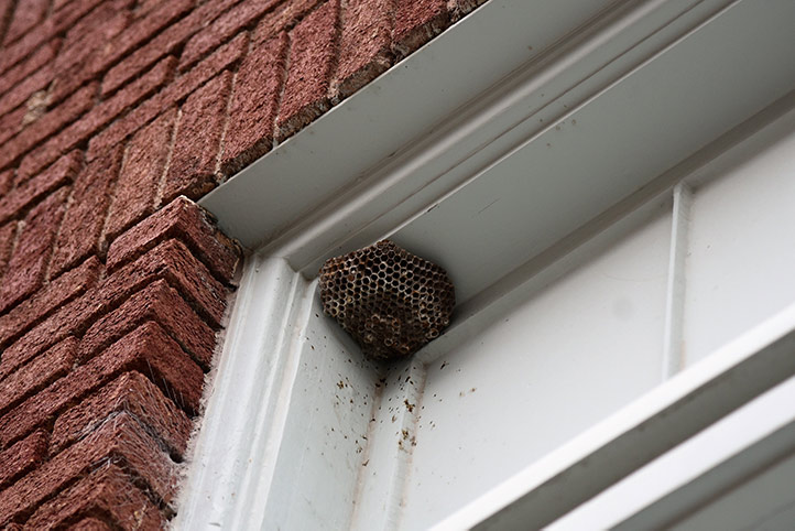 We provide a wasp nest removal service for domestic and commercial properties in Mansfield Woodhouse.